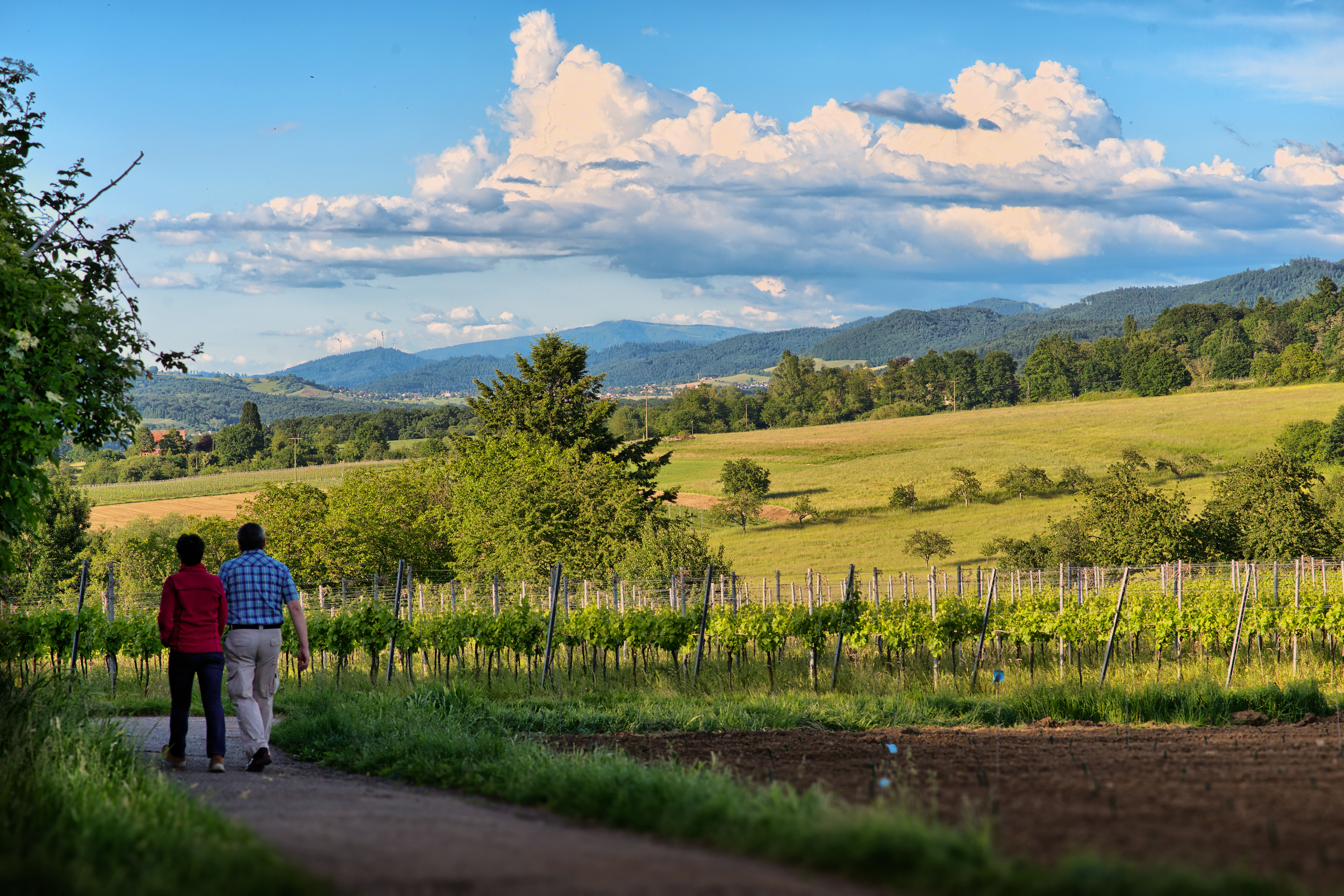Spaziergang durch Weinberge bei Staufen